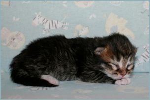 Male Siberian Kitten from Deedlebug Siberians